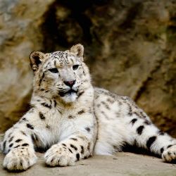 snow leopard 2