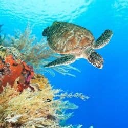 Sea Turtle