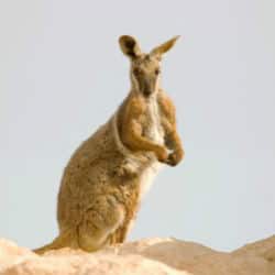 wallaby