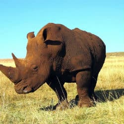 Last Male Sumatran Rhino In Captivity Flown To Indonesia To Breed