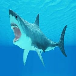 Great White Shark