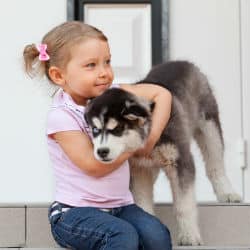 Husky Pack Adopts Kitten As One Of Their Own