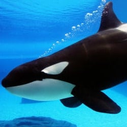 Killer Whale