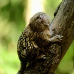 pygmy marmoset