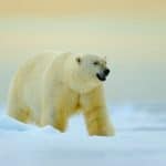 Polar Bears At Risk Of Chemical Toxin Contamination | Adopt an Animal