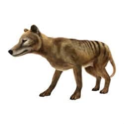 Tasmanian Tiger May Still Be Around