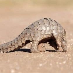 pangolin scales