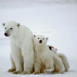 polar bear 1