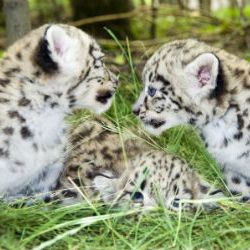 snow leopard cub