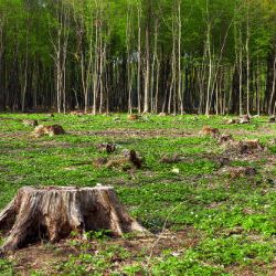 Deforestation In Brazil’s Amazon Reaches A Decade Long High