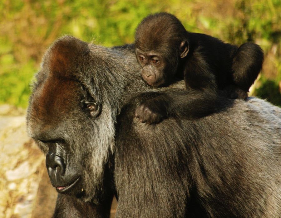 Mountain Gorilla Facts