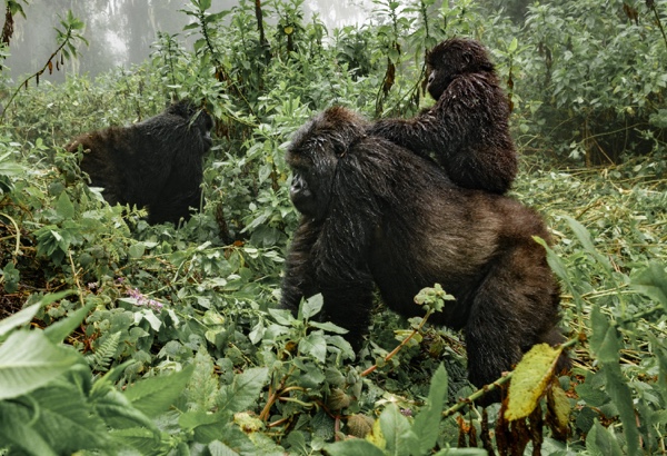 Adopt a Mountain Gorilla