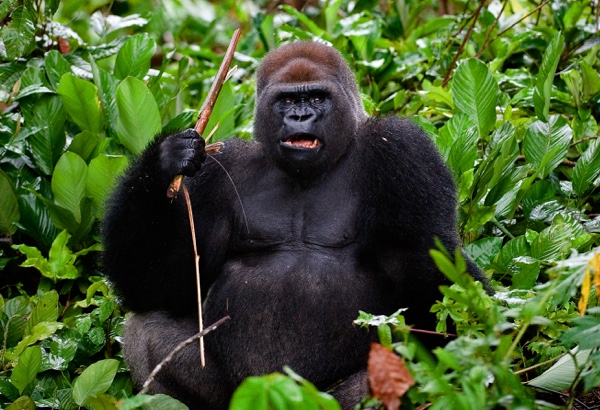 Adopt a Mountain Gorilla