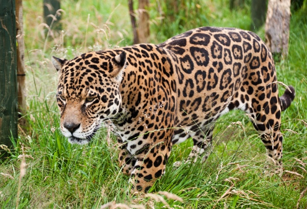 Adopt a Jaguar