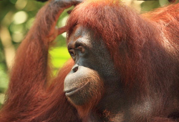 Adopt an Orangutan