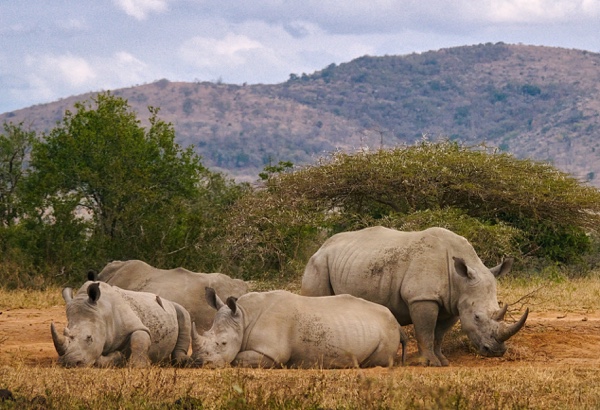 Adopt a Rhino