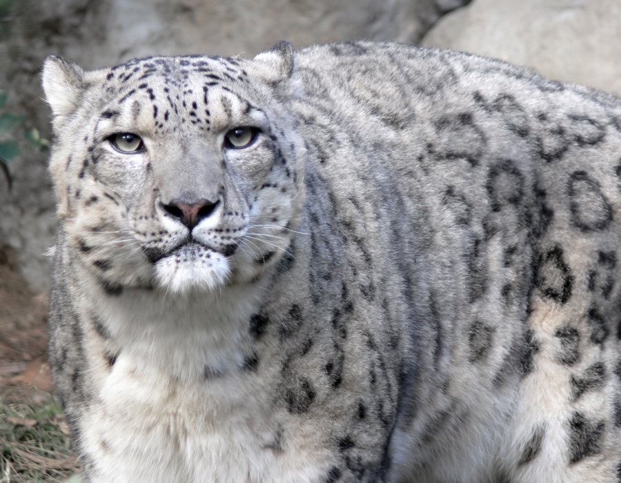 Snow Leopard Facts