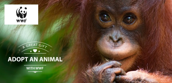 Adopt an Orangutan