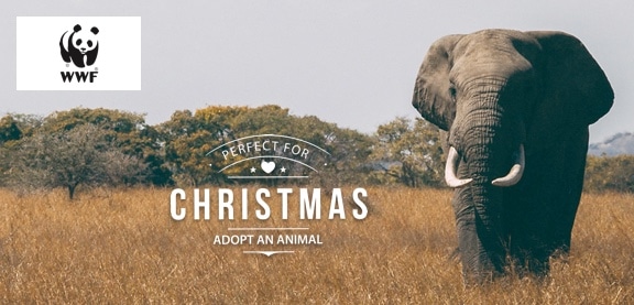 Adopt an Elephant