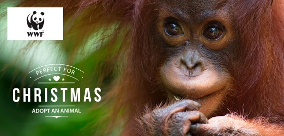 Adopt an Orangutan