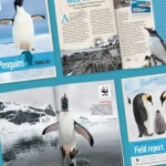 Adopt a Penguin Gift Pack