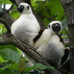 Cuddly Monkeys Manage To Fight Off Attacking Boa