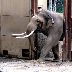 Hong Kong Customs Bust Illegal Ivory Shipment