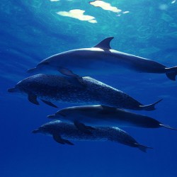 Rare Dolphin Spotted Using Its Mouth To Breathe